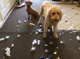 Dogs can do a number on your T-shirt quilt. Keep them away from it. 